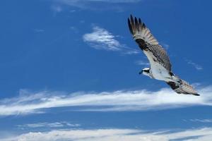 Osprey bird while flying photo