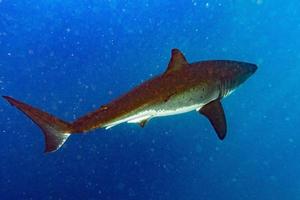 Great White shark ready to attack photo