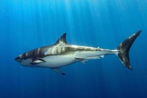 Great White shark ready to attack photo
