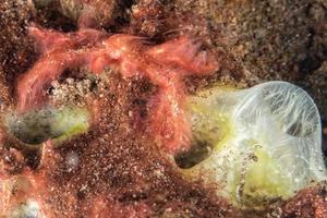 Red orang utan crab on hard coral macro photo