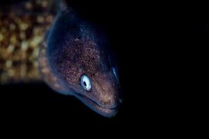 anguila amarilla mooray retrato cerrar detalle en raja ampat foto