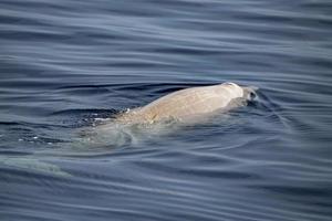 Cuvier Beaked Whale underwater near sea surface photo
