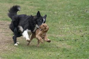 happy puppy dog cocker spaniel and border collie running photo