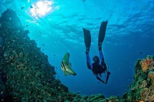 buzo se encuentra con un pez murciélago bajo el agua foto