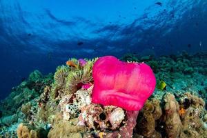 Clown fish inside red anemone in indonesia photo