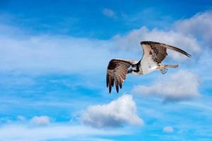 Osprey bird while flying photo