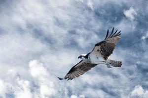 Osprey bird while flying photo