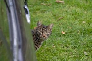 cat hiding under a car photo