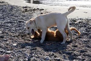 Cachorro de perros jóvenes jugando en la playa spaniel cocker y retriver foto