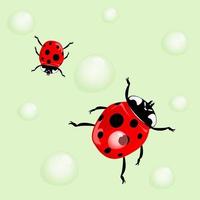 Ladybird and water drops. A vector illustration