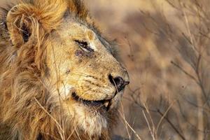 león macho en el parque kruger sudáfrica cara de cerca foto