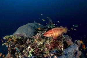 Maldives corals house for Fishes photo