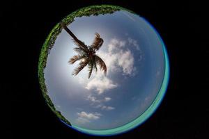 coconut tree fisheye view photo