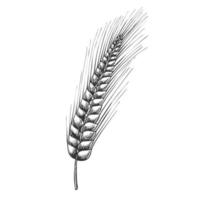 Designed Agriculture Grain Barley Spike Vector