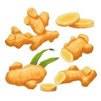 ginger root food set cartoon vector illustration