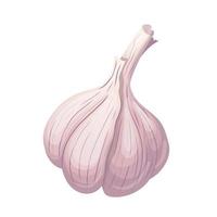 dry head of garlic cartoon vector illustration