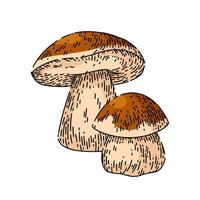 porcini mushroom sketch hand drawn vector