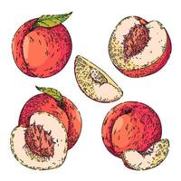 melocotón conjunto de frutas boceto dibujado a mano vector