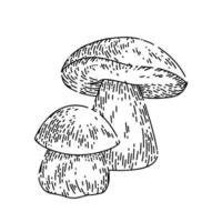 porcini mushroom sketch hand drawn vector