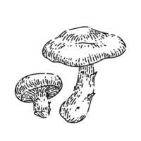 shiitake mushroom sketch hand drawn vector