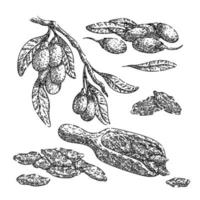 goji berry red set sketch hand drawn vector