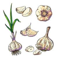 garlic food sketch hand drawn vector