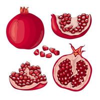 pomegranate fruit red seed set cartoon vector illustration