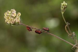 red beetles on a flower photo