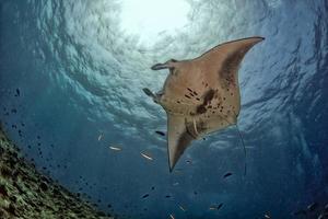 Manta in the blue ocean background portrait photo