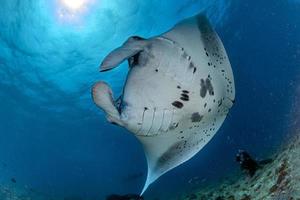 manta bajo el agua en el fondo del océano azul foto