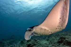 Manta in the blue ocean background portrait photo