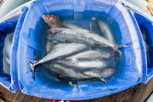 SAN DIEGO, USA - NOVEMBER 17, 2015 - fishing boat unloading tuna at sunrise photo