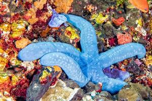 blue sea star hanging on reef photo