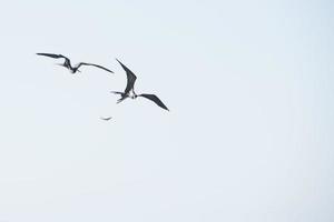 pájaro fragata mientras lucha por una captura de pescado foto