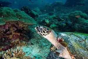 turtle swimming on the blue ocean photo