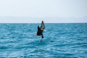 pájaro fragata mientras lucha por una captura de pescado foto