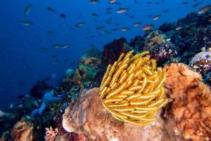 Colorful underwater realms of Raja Ampat, Papua Indonesia photo