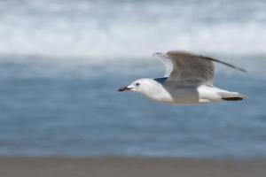 Seagull in Bondi Beach photo