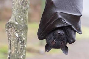 Flying fox close up portrait detail view photo