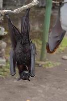 Flying fox close up portrait detail view photo