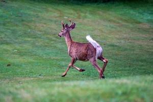 white tail deer running near the houses in new york state county countryside photo