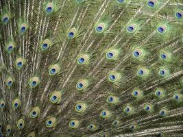 detalle de plumas de pavo real de cerca foto