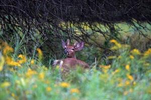 white tail deer portrait near the houses in new york state county countryside photo