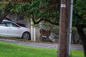 white tail deers near the houses in new york state county countryside photo