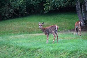 white tail deer portrait near the houses in new york state county countryside photo