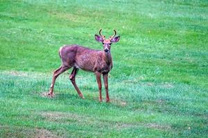 white tail deers near the houses in new york state county countryside photo