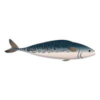 mackerel fish cartoon vector illustration