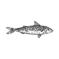 mackerel fish sketch hand drawn vector