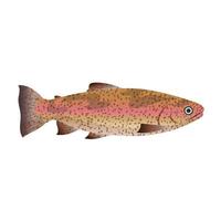 trout fish cartoon vector illustration