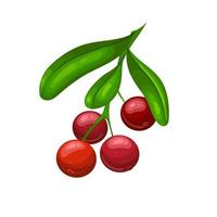 cranberry berry cartoon vector illustration